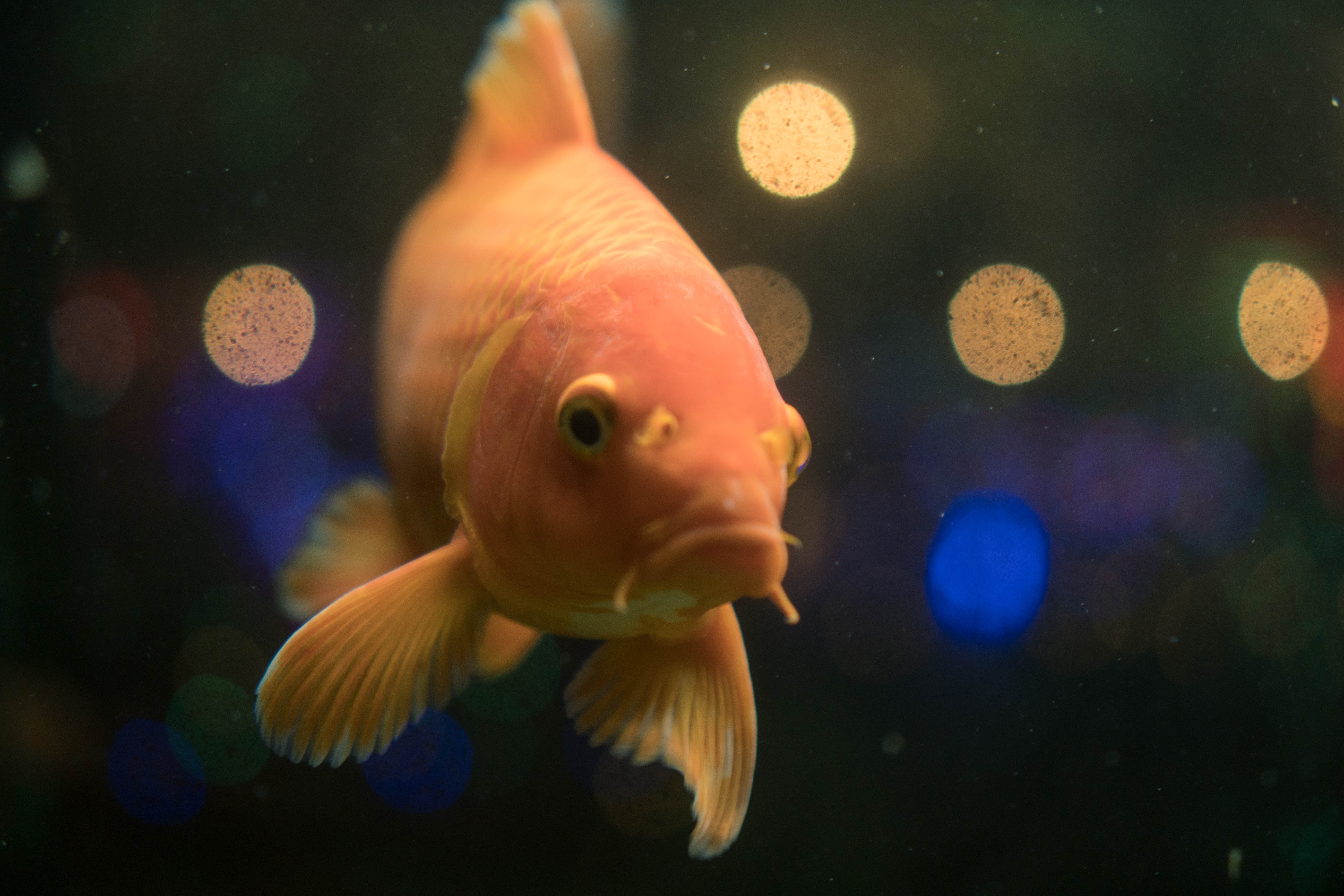 Fintech North talks with Charlotte from Enforcd, mostly about the best names for Fish and Chip shops.